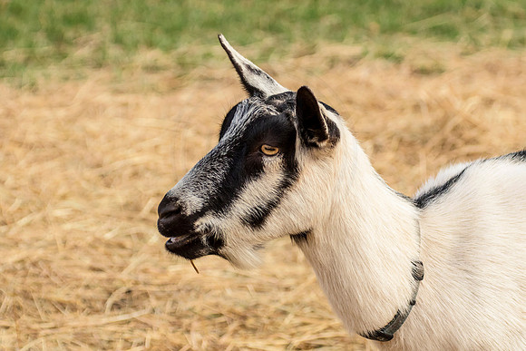 Goat in Dutchess County, NY