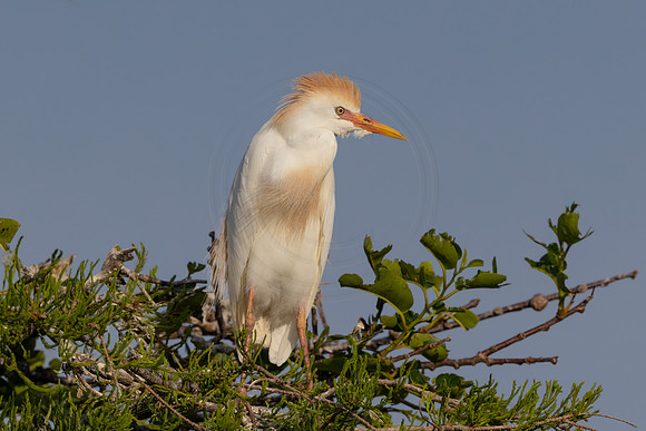 38 cattle egret (IMG_2793) April 27, 2022