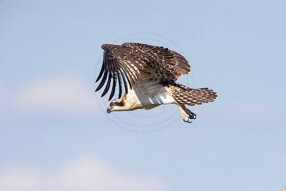 314 osprey (IMG_6919) July 15, 2022