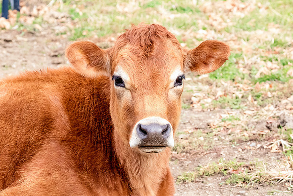 Cow in Ticonderoga, NY