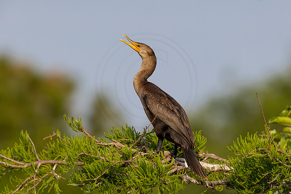 36 cormorant (IMG_2721) April 27, 2022