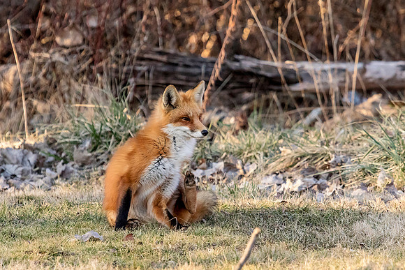 Red Fox