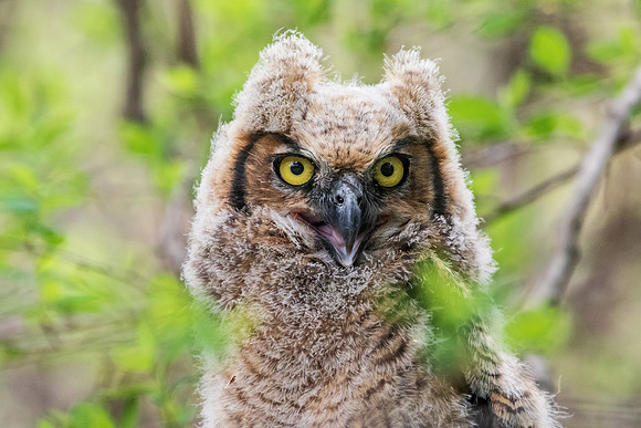 Great Horned Owllet