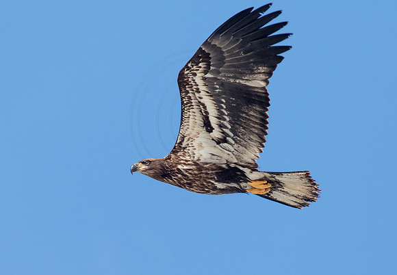 Bald Eagle at Conowingo