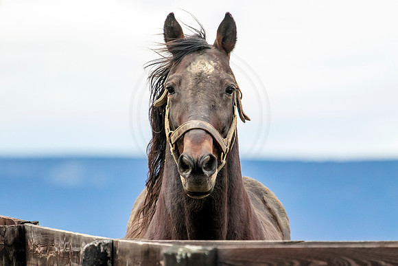 Horse at Blue Chip Farms