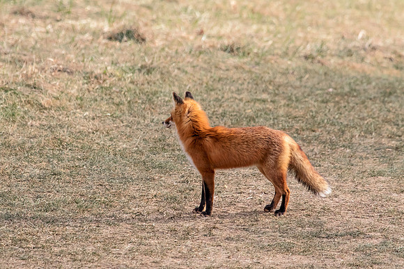 Red Fox