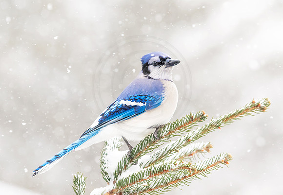 Blue Jay in a snow storm