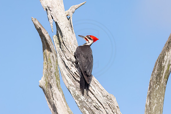682 woodpecker (IMG_2632) April 25, 2022