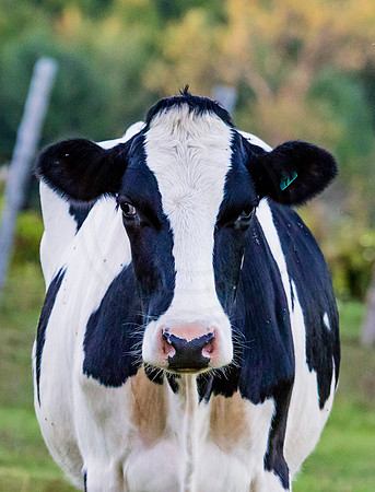 Cow in Ticonderoga, NY