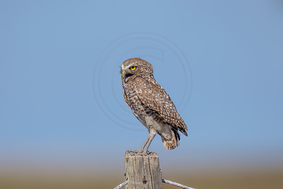 1119 burrowing owl (IMG_7039) April 26, 2022
