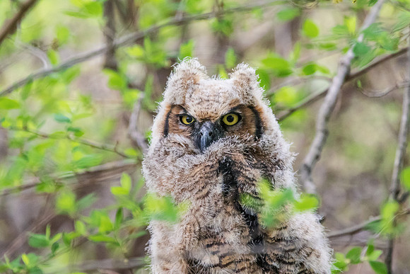 Great Horned Owlet