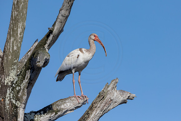 32 juvenile ibis (IMG_9494) April 27, 2022