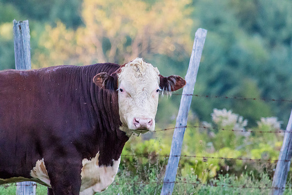 Cow in Ticonderoga, NY