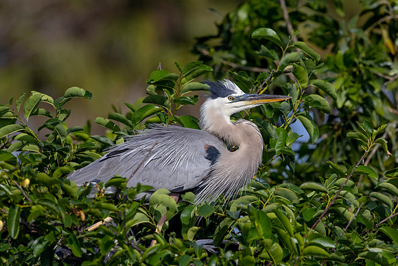 34 great blue heron (IMG_1489) April 27, 2022