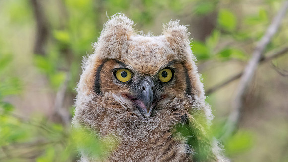1 baby owl 2 (624A7621) May 9, 2015 copy