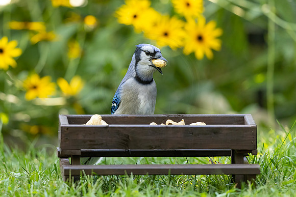 68 bluejay (IMG_1426) September 16, 2022