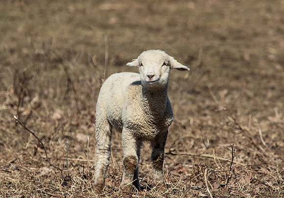 Baby Sheep on a farm