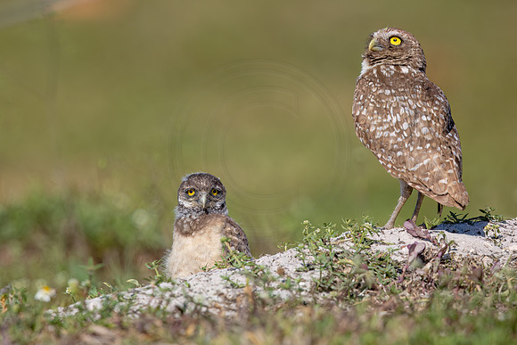 1143 burrowing owl (IMG_7229) April 26, 2022