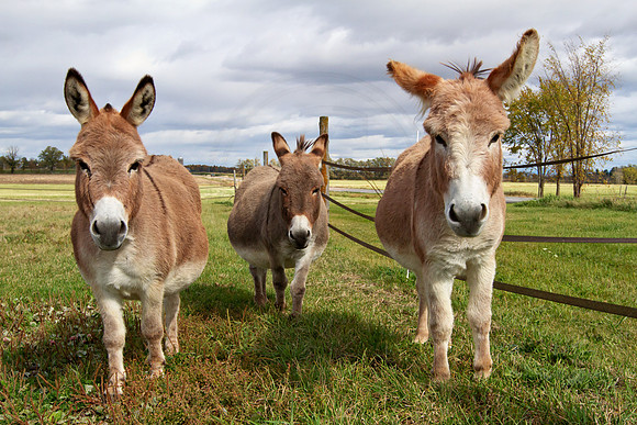 Three Donkey's