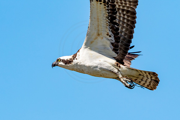 Osprey in Crown Point