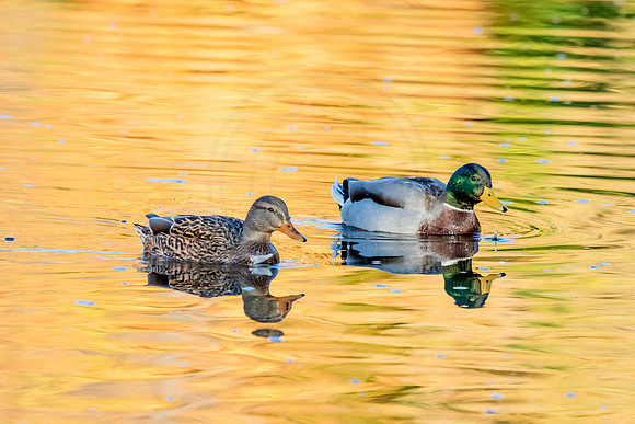 Mallard Ducks in the fall