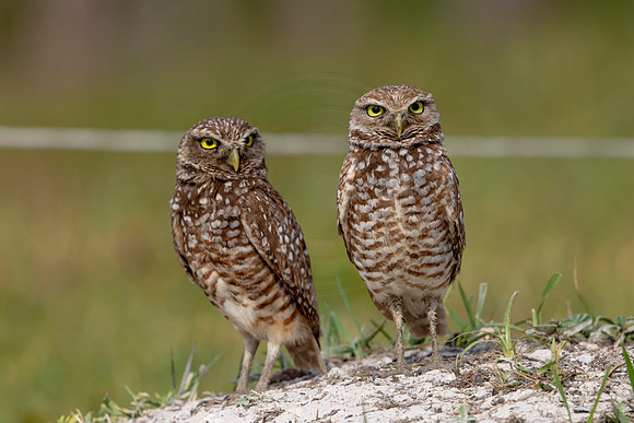 635 burrowing owl (6F3A0631) April 17, 2021
