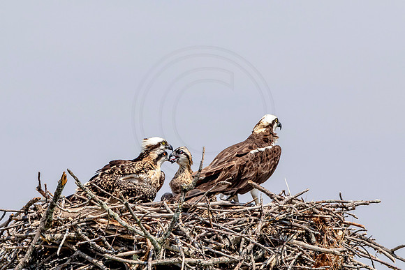 Osprey in Crown Point