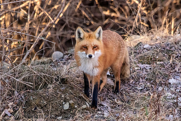 Red Fox