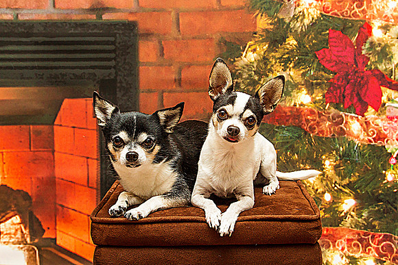 Christmas Chihuahua's