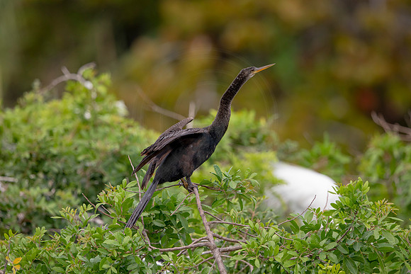 1141 anhinga (6F3A4382) April 18, 2021