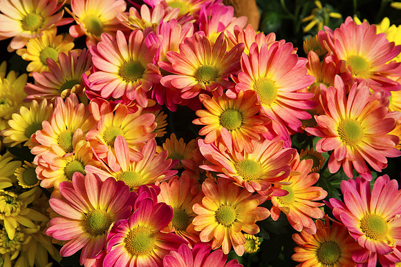 Spring Flowers