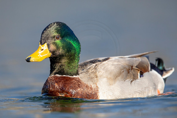 223 mallard (AF3A3603) March 13, 2021