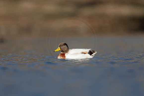 225 mallard (AF3A3609) March 13, 2021