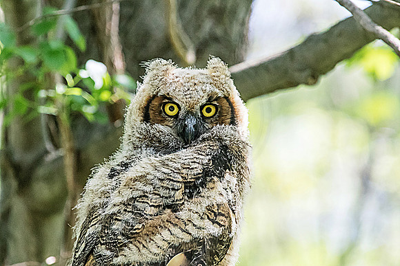 Great Horned Owllet