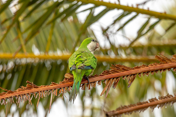 37 monk parakeet (6F3A0514) April 21, 2021