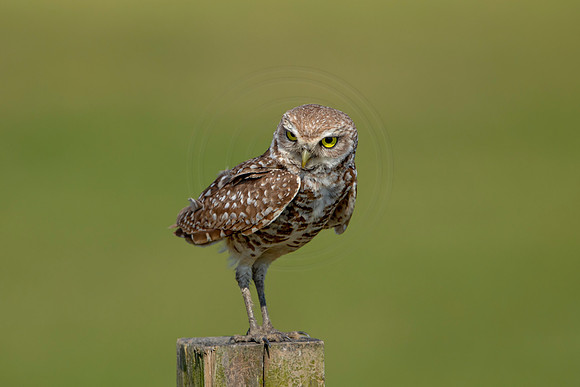 901 burrowing owl (6F3A2398) April 17, 2021