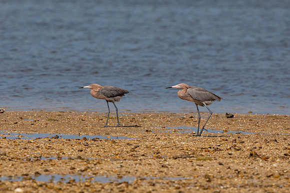 172 reddish egrets (6F3A6719) April 15, 2021