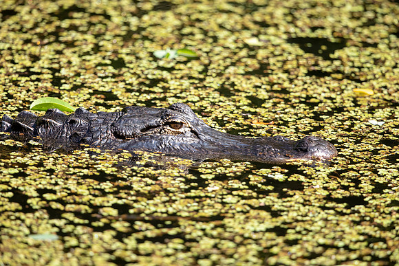 534 gator (6F3A9387) April 16, 2021