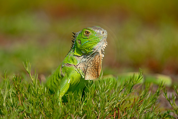 516 iguana (6F3A9156) April 15, 2021