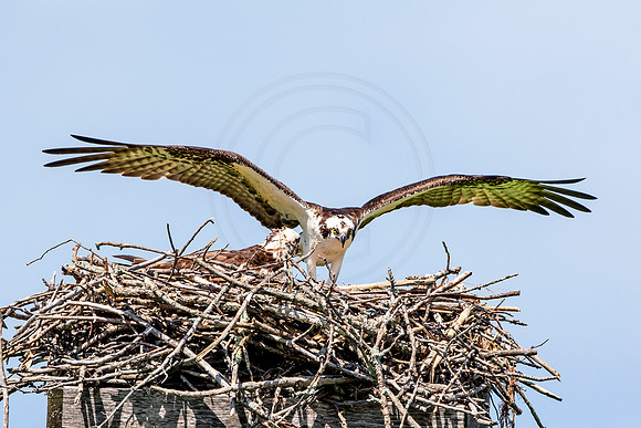 Osprey in Crown Point