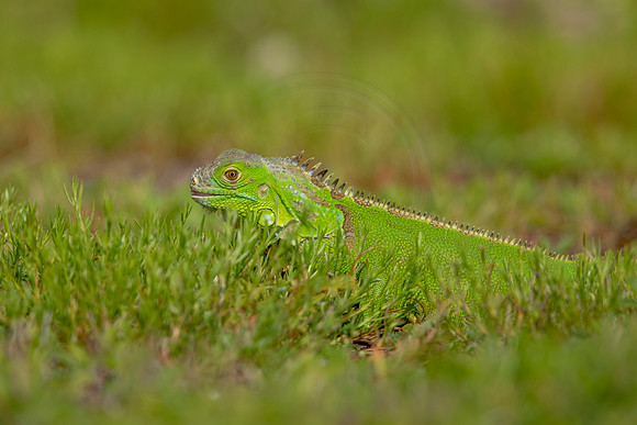 497 iguana (6F3A9083) April 15, 2021