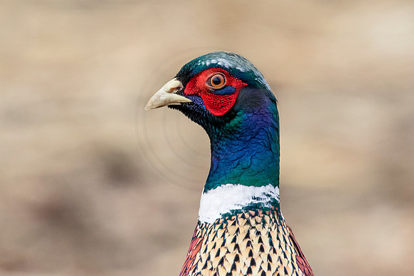 Ring-necked pheasant