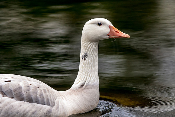 White Canadian Goose