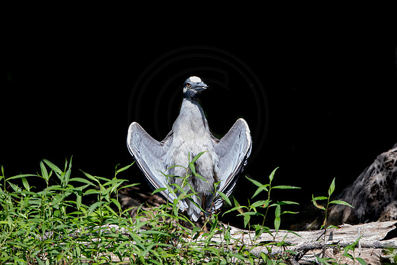 540 night heron (6F3A9530) April 16, 2021