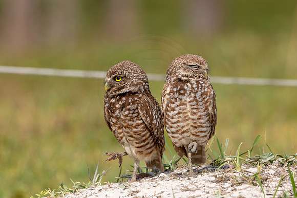 641 burrowing owl (6F3A0681) April 17, 2021