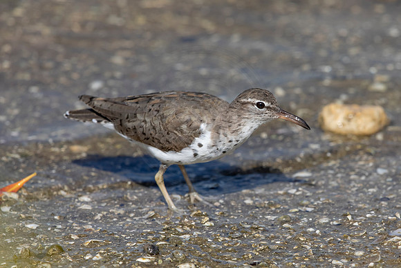152 shorebird (6F3A6598) April 15, 2021