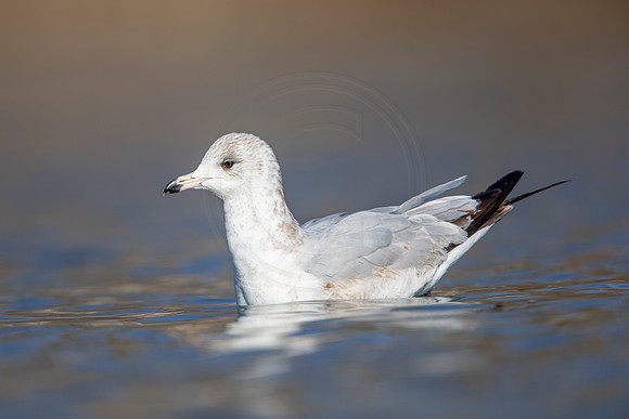 227 gull (AF3A3614) March 13, 2021