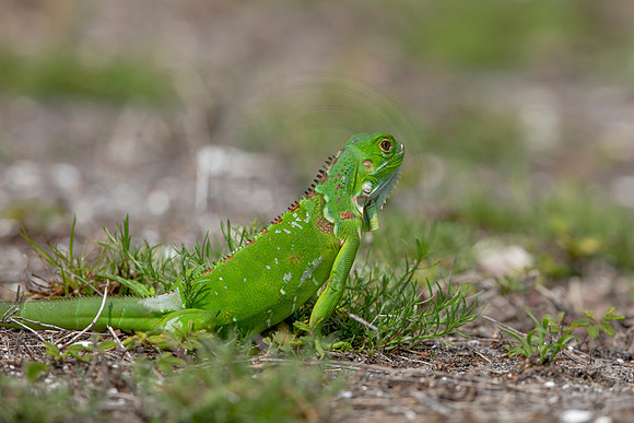 365 iguana (6F3A8377) April 15, 2021