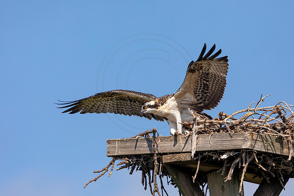 136 osprey (6F3A6502) April 15, 2021