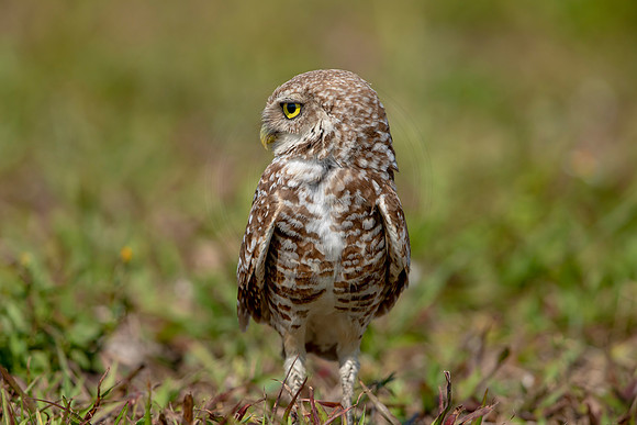 917 burrowing owl (6F3A2471) April 17, 2021